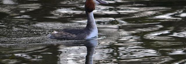Rambouillet : Le Grèbe huppé