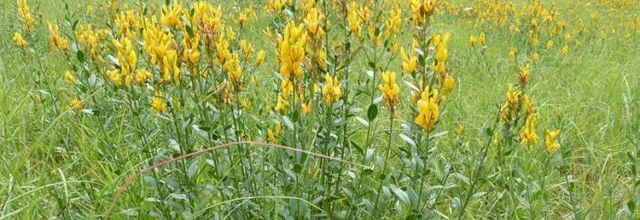 Genista tinctoria - genêt des teinturiers