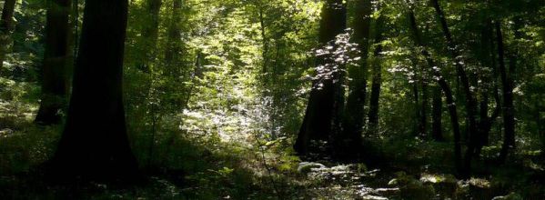 En forêt