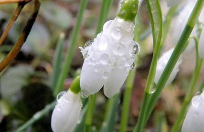 La légende du perce-neige