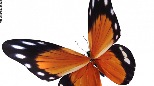 Tube de papillon orange (image-render)