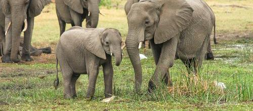 En 44 ans déclin de 60% des populations d'animaux sauvages