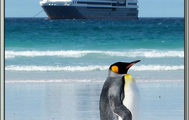 Un fier Manchot Royal (Aptenodytes patagonicus) dans la tourmente de sable - Volunteer Point - Falkland Islands, Iles Malouines, Islas Malvinas