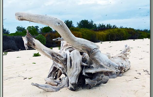 Souche d'un arbre (filao?) victime du déplacement de l'île et déposé sur cette plage par les fureurs de l'océan - Bird Island - Seychelles