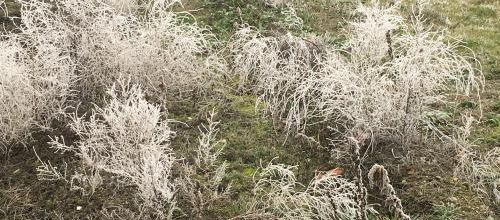 GIVRE DU 31 DECEMBRE ET 1ER JANVIER 2017