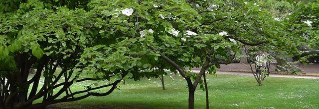 Jardin du Luxembourg : L'Exochorda x macrantha "The Bride"