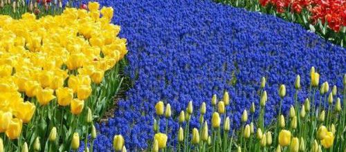 CHAMP DE FLEUR
