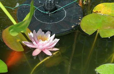 Le nénuphar adore !