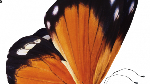 Tube de papillon orange (image-render)