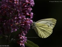 Piéride du navet (Pieris napi)