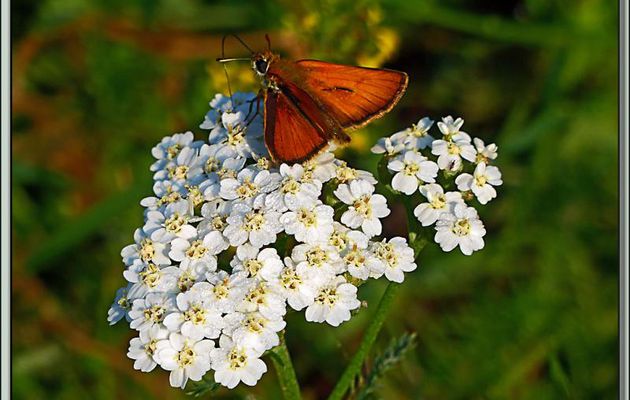 Papillon Hespérie de la houlque ou Bande noire (Thymelicus sylvestris) - Oô - 31