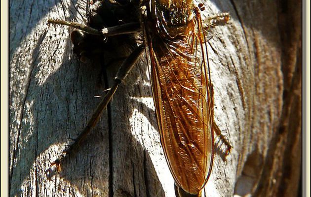Mouche chasseresse : asile-frelon (Asilus crabroniformis) - La Couarde sur Mer - Ile de Ré - 17