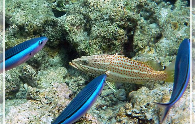 Snorkeling : Fusilier à ligne olive, Fusilier tricolor, Dark-banded fusilier et Mérou élégant (Pterocaesio tile) - Moofushi - Atoll d'Ari - Maldives