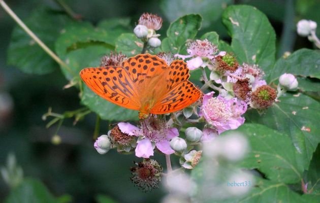 un papillon et fleurs