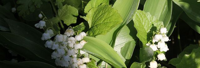 Pas fringant, le muguet !