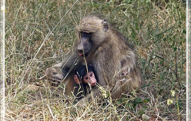 Babouin chacma femelle, Chacma baboon (Papio ursinus) et son bébé - Safari terrestre - Parc National de Chobe - Botswana
