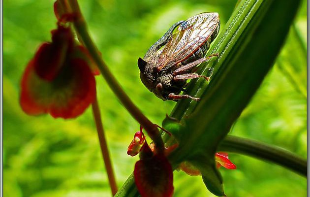 Cicadelle Centrote cornu ou demi-diable (Centrotus cornutus) - Lartigau - Milhas - 31