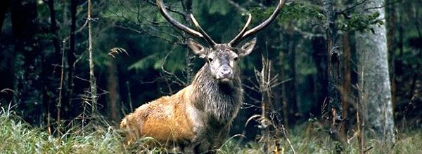 Le cerf (poème de Pierre Gamarra)