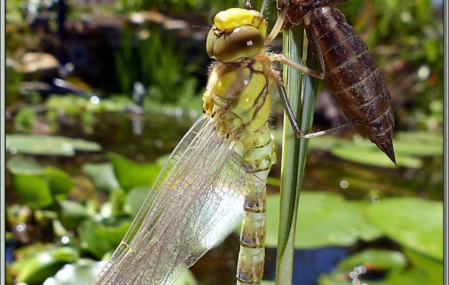 Libellule (probablement Æschne bleue) en cours de métamorphose - Lartigau - Milhas - 31