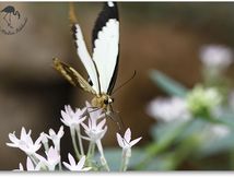 Papillon exotique non identifié...