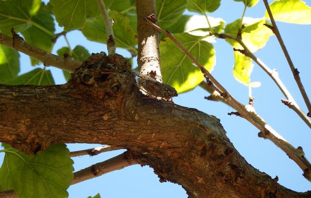mes photos de cigale cet été
