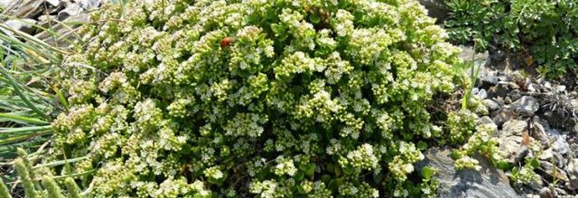 Polycarpon polycarpoides subsp. catalaunicum  -  polycarpon de Catalogne
