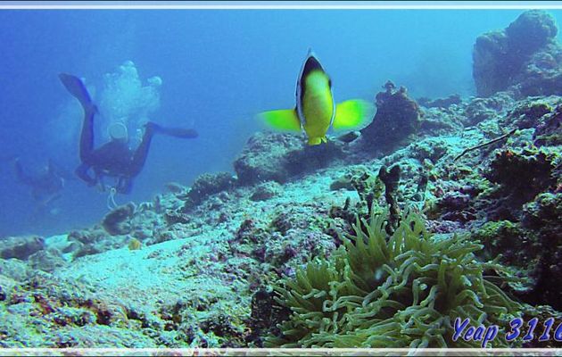 Un clown très curieux - Kuda Miaru Thila - Atoll d'Ari - Maldives