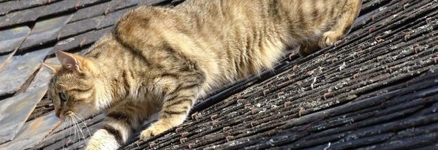Dimanche c'est chat