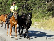 Transhumance