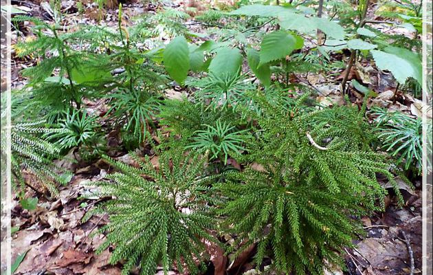 Lycopode de Hickey (ou obscur ?),  Hickey's tree-clubmoss, Hickey's clubmoss, Intermediate ground-pine (Lycopodium hickeyi) - Petit Lac Preston - Duhamel - Outaouais - Québec - Canada