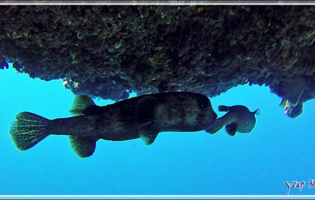 Grand poisson porc-épic ou Diodon commun, Black-spotted porcupinefish (Diodon hystrix) et Tétrodon jaune, Blackspotted puffer (Arothron nigropunctatus) - Thudufushi Thila - Atoll d'Ari - Maldives