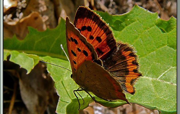 Cuivré commun (Lycaena phlaeas) - La Couarde-sur-Mer - Ile de Ré - 17