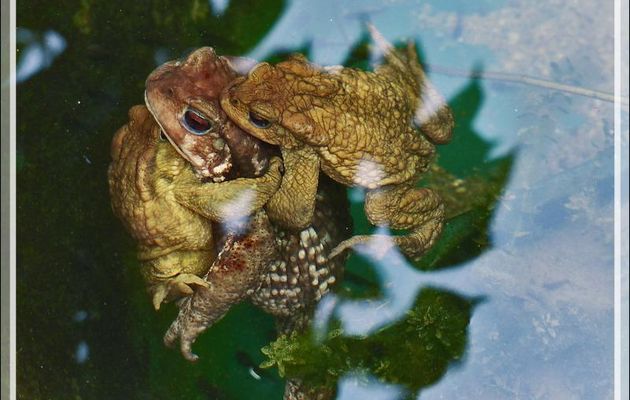 Après les grenouilles, ce sont les crapauds communs (Bufo bufo) qui assurent leur descendance dans mon bassin à poissons - Lartigau - Milhas - 31