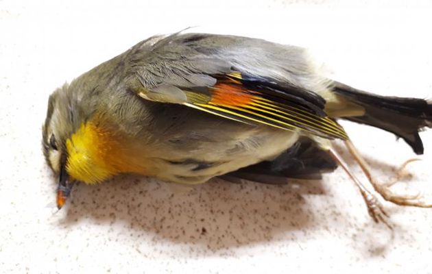 Leiothrix jaune, Rossignol du Japon, Red-billed Leiothrix (Leiothrix Lutea) - Lartigau - Milhas - 31