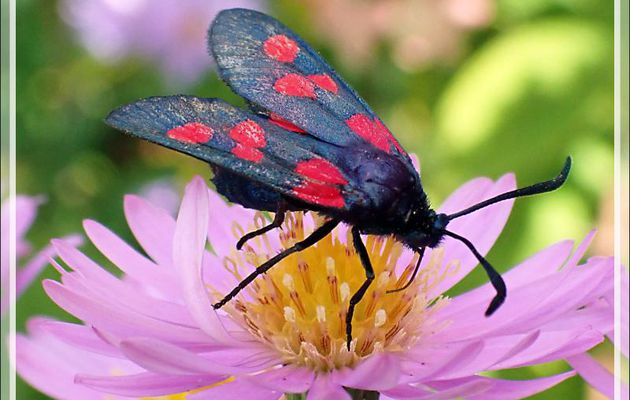 Papillon Zygène du trèfle ou des prés (Zygaena trifolii) - Lartigau - Milhas - 31