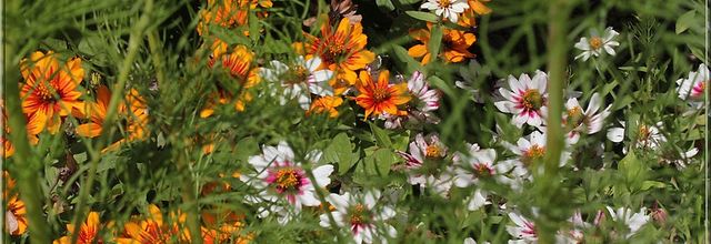 Au jardin, les vedettes de fin d'été ... suite