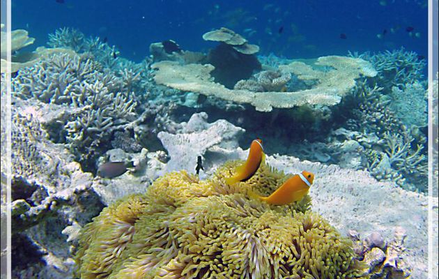 Poissons-clowns des Maldives, Maldives anemonefish (Amphiprion nigripes) et leurs logements les Anémones magnifiques - Snorkeling à Athuruga - Atoll d'Ari - Maldives