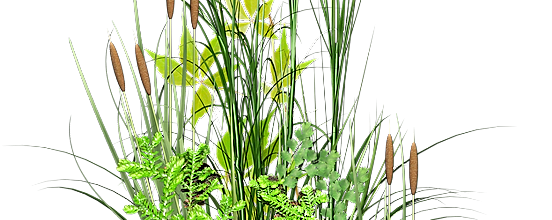 ѼVegetation