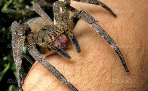 Avez vous déjà vu une araignée "Phoneutria nigriventer" ?